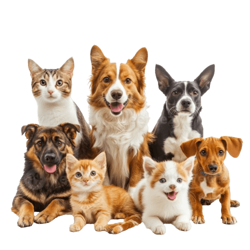 pets